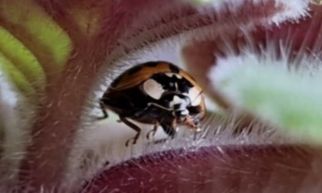 Biedronka azjatycka/YT @MantiQuest