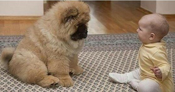 Jedna strona ciała chłopca była sparaliżowana, a lekarz poradził rodzicom, aby kupili psa, który mógłby pomóc