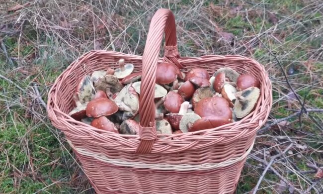 Grzyby/YT @kobieta z zachodu