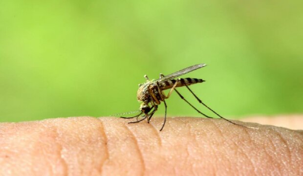 Kogo najbardziej lubią komary? Nie tylko grupa krwi ma znaczenie. O czym mowa