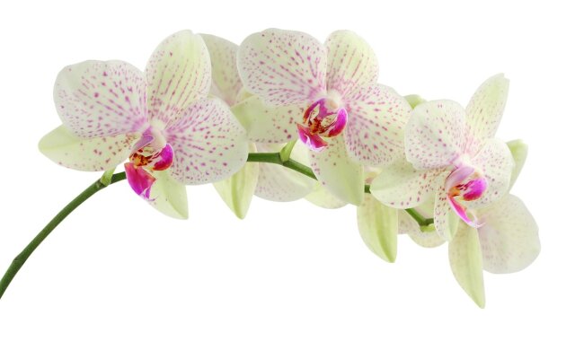 Orchidea, źródło: Pixabay