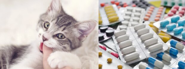 Zamiast leków, pacjent dostanie... kota! Nowatorska metoda leczenia