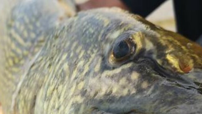 Mężczyzna złowił w Polsce niezwykłą rybę. Taki widok może spędzić sen z powiek wędkarzy