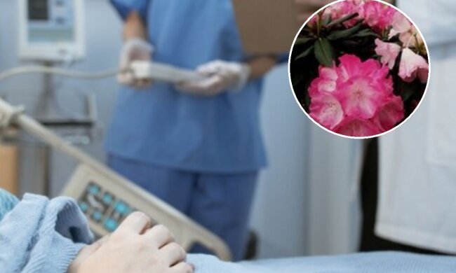 Dziecko zatruło się rododendronem/Pexels
