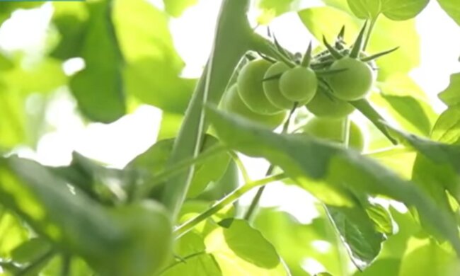 Oto główne błędy, które warto unikać podczas uprawy sadzonek pomidorów