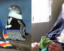 109-latek o wielkim sercu. Staruszek zrobił na drutach swetry dla pingwinów [ZDJĘCIA]