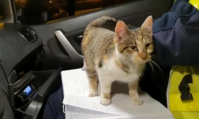 Bezdomny kot, screen Google