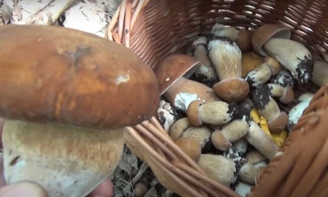 Grzyby/YouTube @Tadeusz Zapała