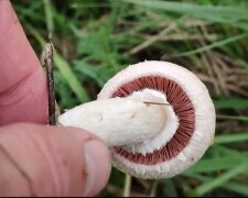 Pieczarka łąkowa/YouTube @Stary Grzybek