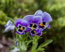 Podlej bratki tym domowym nawozem. Będą kwitły aż do jesieni