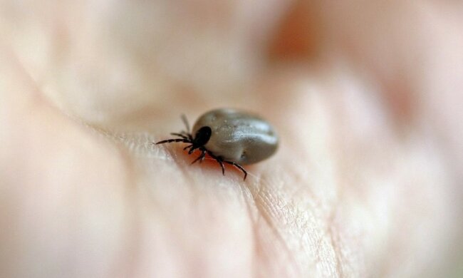 Kleszcz/Youtube @Świat Rolnika