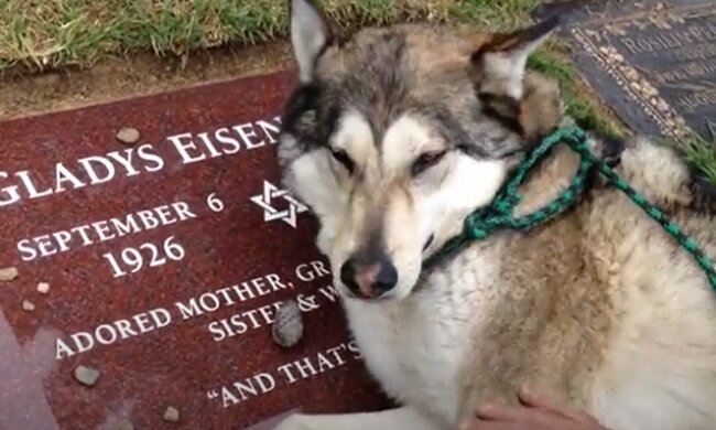 Poruszająca historia miłości psa do człowieka