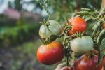 pomidory @pexels