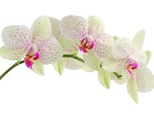 Orchidea, źródło: Pixabay