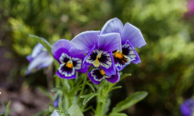 Podlej bratki tym domowym nawozem. Będą kwitły aż do jesieni