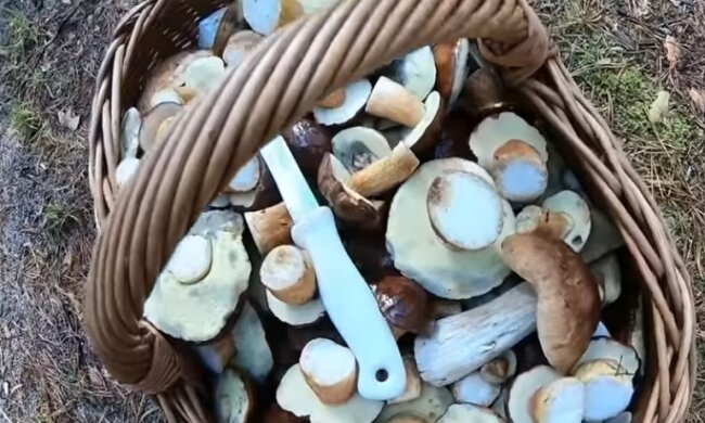 Grzyby. Źródło: Youtube