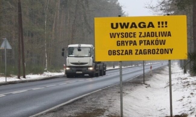 Ptasia grypa powróciła do Polski. Pilnie zwołano sztab kryzysowy