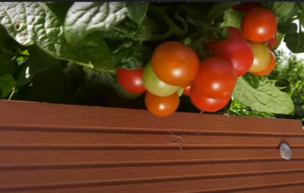 Pomidory/YouTube @ogród na co dzień
