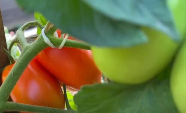 Pomidory/YouTube @Ogrodnitwo Intuicyjne - Permakultura TV