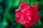 Zrób to z pelargoniami w maju. Latem balkon może tonąć w kwiatach