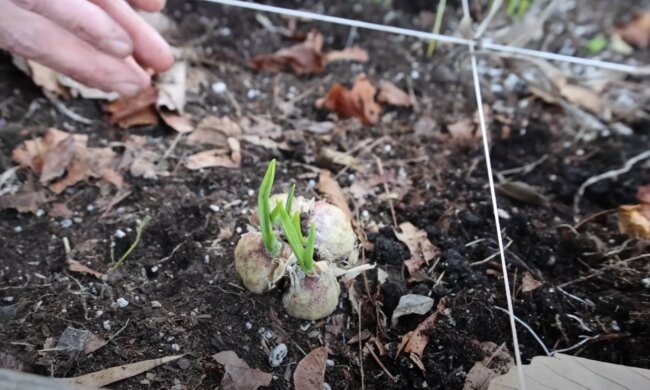 Czosnek, źródło: YouTube/The Gardening Channel With James Prigioni