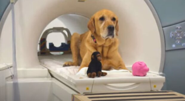 Pies w czasie badania rezonansem/YouTube @Jak?!