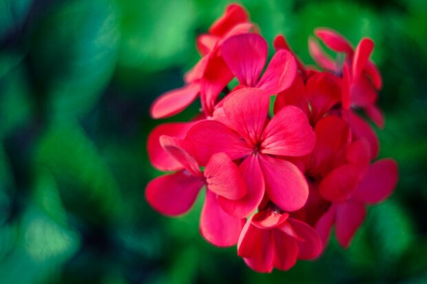 Zrób to z pelargoniami w maju. Latem balkon może tonąć w kwiatach