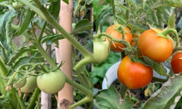 Sadzonki pomidorów/YT @Daily Life and Nature