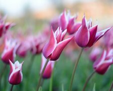 Posyp tulipany i narcyzy w marcu tym składnikiem. Wiosną rabata będzie pełna kwiatów