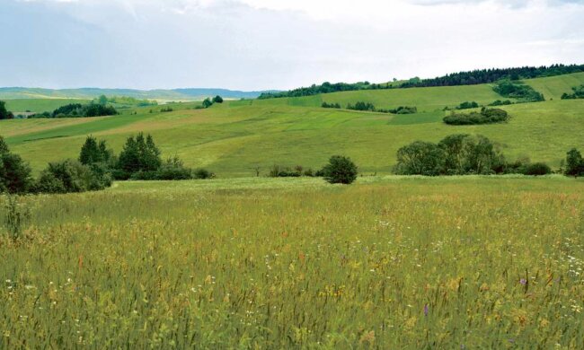 Leśnicy byli bardzo zadziwieni widokiem takiego grzyba. Czegoś takiego nie spodziewał nikt