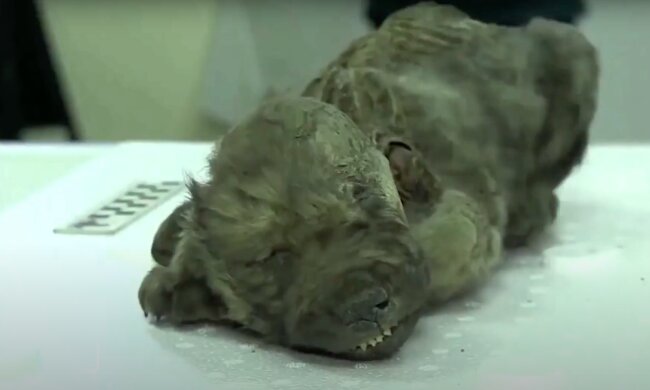 Dogor / YouTube: Amazing facts
