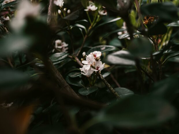 Róża Bożego Narodzenia przebija choćby grudnika. Ta roślina kwitnie całą zimę i nie boi się mrozu