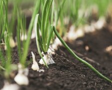 Wiosenne nawożenie czosnku. Jeden prosty składnik sprawi, że liście przestaną żółknąć