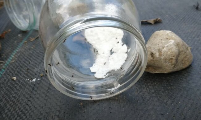 źródło: YouTube/Vegetable garden Groch z kapustą