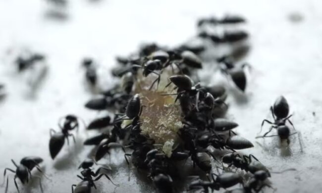 Mrówki/YouTube @Wirtualna Polska