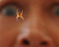 Odkryto nowy gatunek domowego pająka. Jego ugryzienie może być niezwykle niebezpieczne