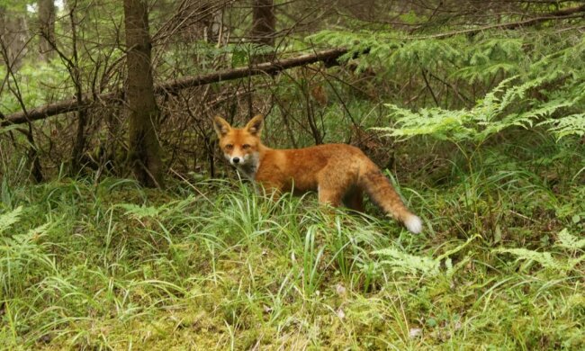 Leśnicy ostrzegają, by nie podnosić przedmiotu, który wygląda jak smieć!/screen Pixabay