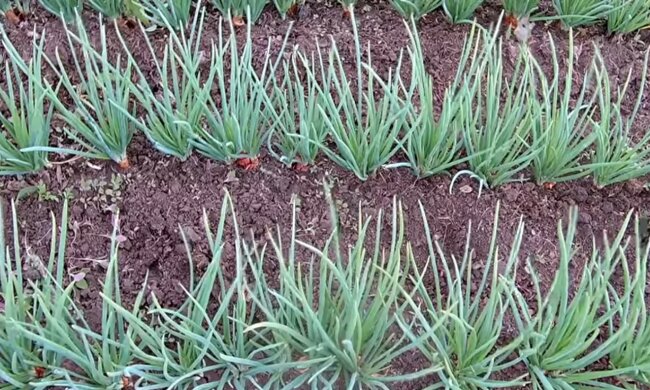 screen Youtube @zelena planeta