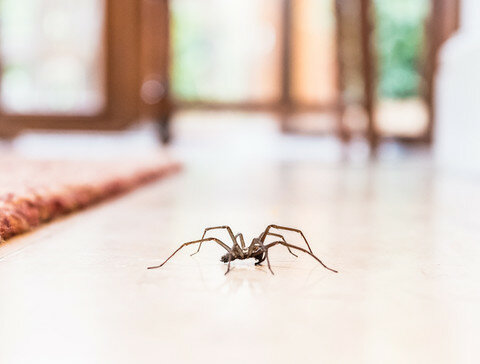 Jak pozbyć się pająków z domu? Ten sposób będzie Cię kosztował 2 złote!