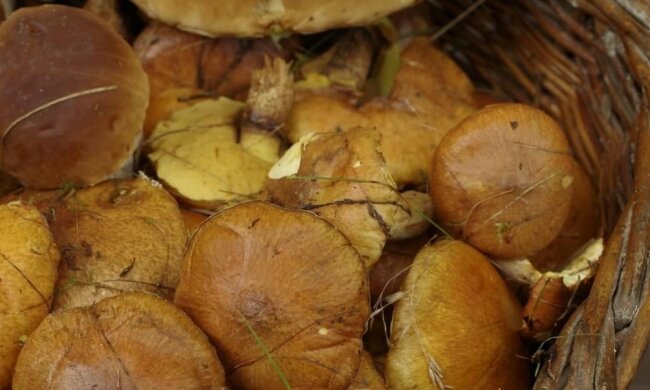 Sezon na grzyby rozpoczęty. Pierwsze sztuki pojawiły się w lasach. Gdzie ich szukać?