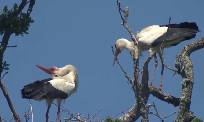 Bociany białe wróciły i mają pisklęta!/screen Twitter