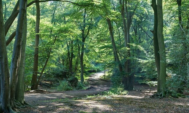 "Palce diabla" w polskim lesie. To bardzo niezwykłe znalezisko