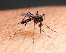 Skuteczny sposób na komary, źródło: TVP Info
