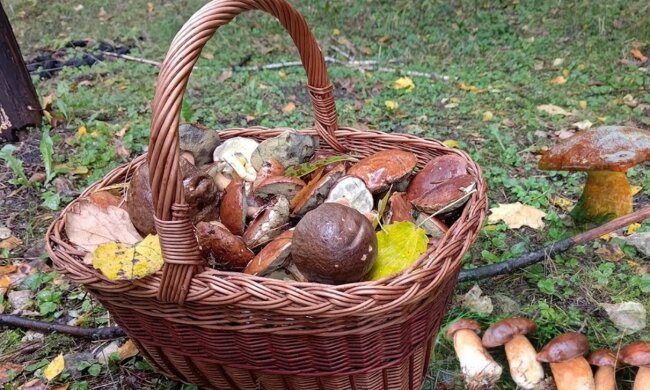 Grzybobranie/YT @bonkol