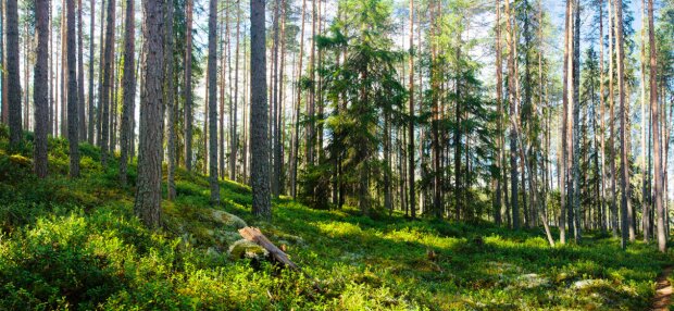 Wakacje w lesie! / metsateollisuus.fi