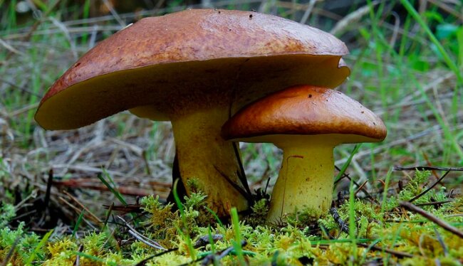 Podczas grzybobrania musimy być bardzo ostrożni / theculturetrip.com