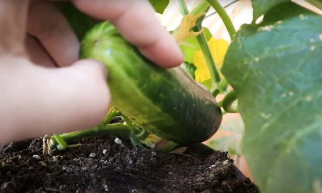 źródło: YouTube/Epic Gardening