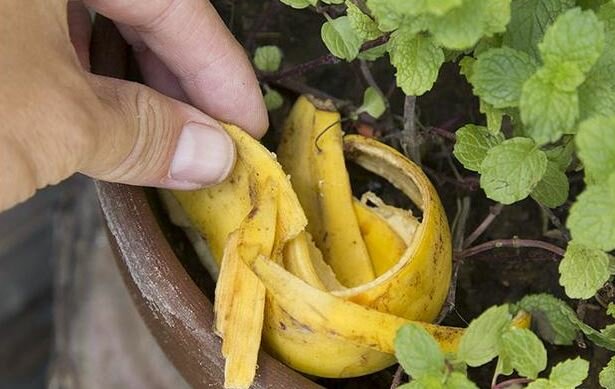 Włóż skórkę z banana do doniczki. Dzięki temu wszystkie kwiaty dostaną drugie życie