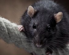 Szczur pogryzł mężczyznę / irishtimes.com