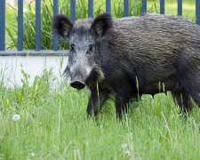 Kraków: rodzice i mieszkańcy się niepokoją. Tym razem stado dzików odwiedziło plac zabaw. Jak zachować się przy napotkaniu zwierząt